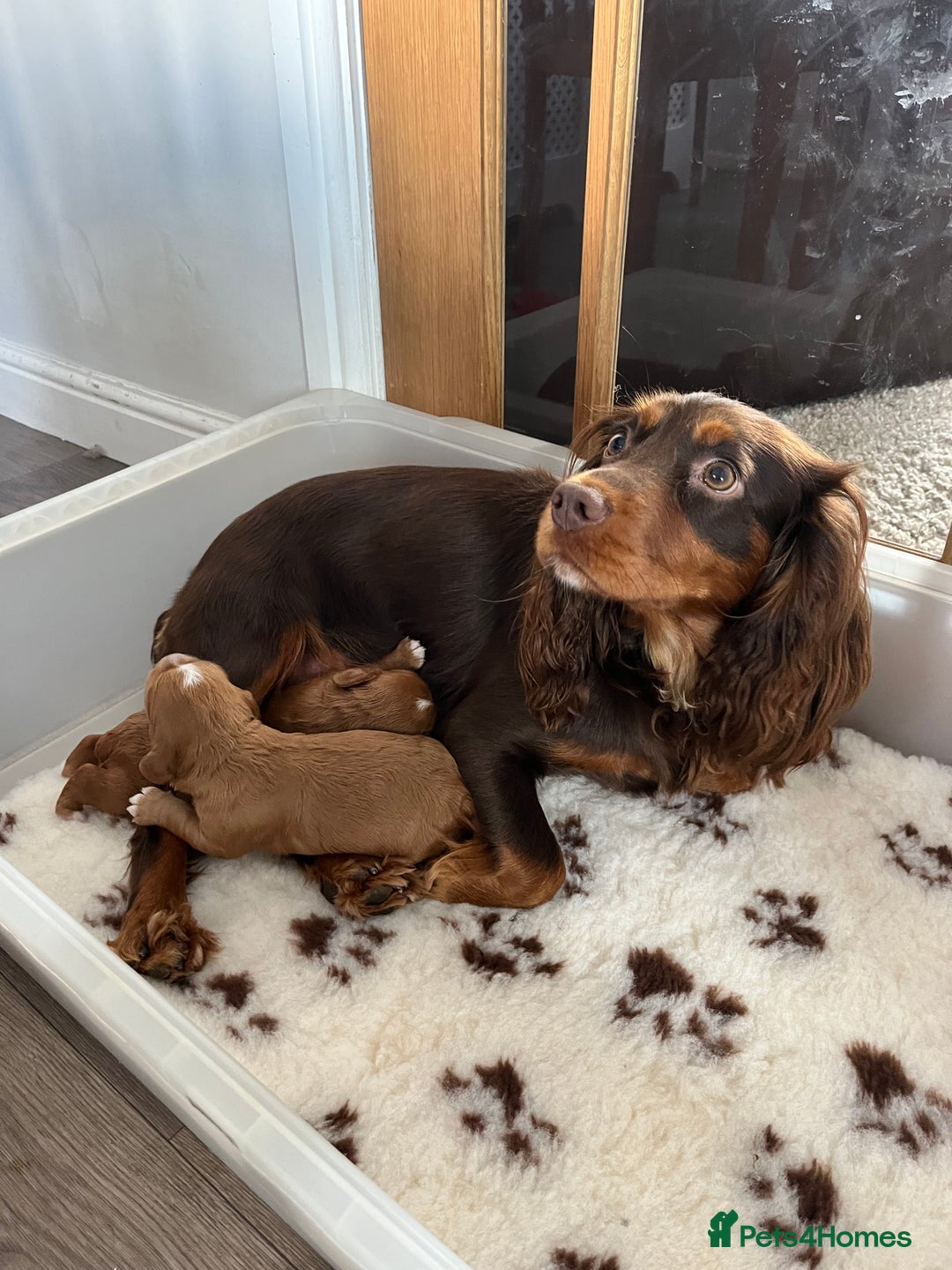 Cocker Spaniel dogs for sale: KC REG Outstanding pedigree Working Cocker Spaniel - Image 12