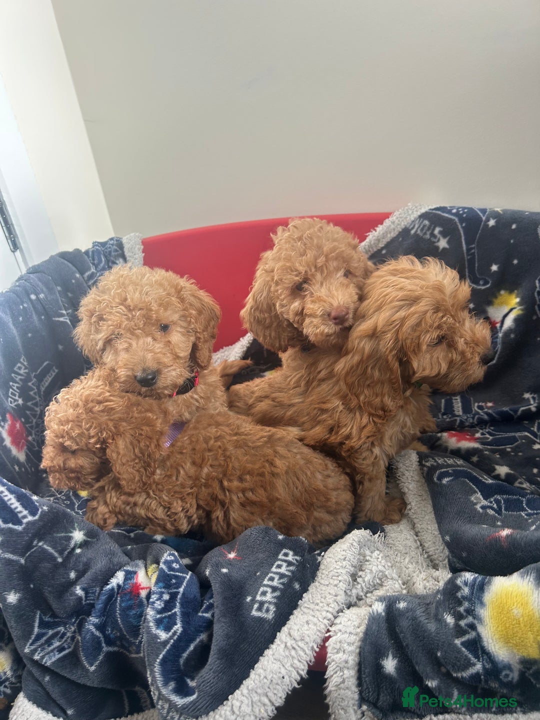 Cockapoo dogs for sale: 9 weeks old Cockapoo puppies  - Image 19