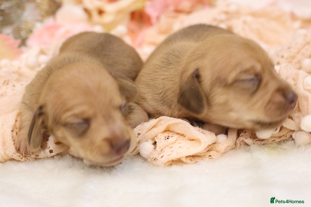 Miniature Dachshund dogs for sale: KC Miniature Dachshund Puppies - Advert 10