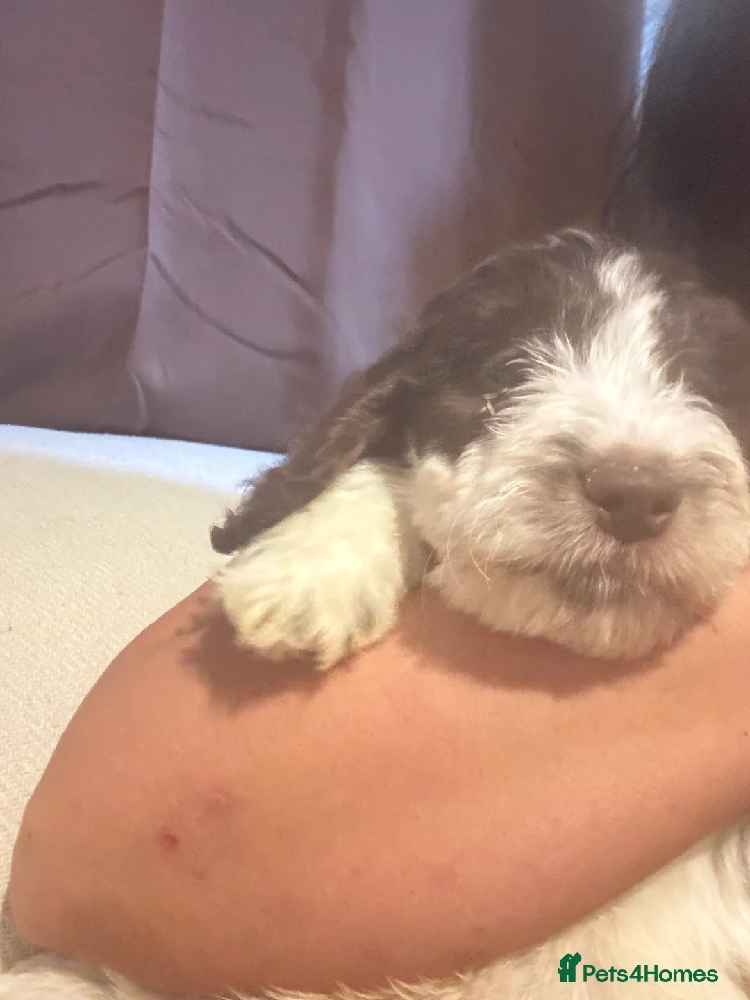 Cockapoo dogs for sale: Cockapoo pups  - Advert 1