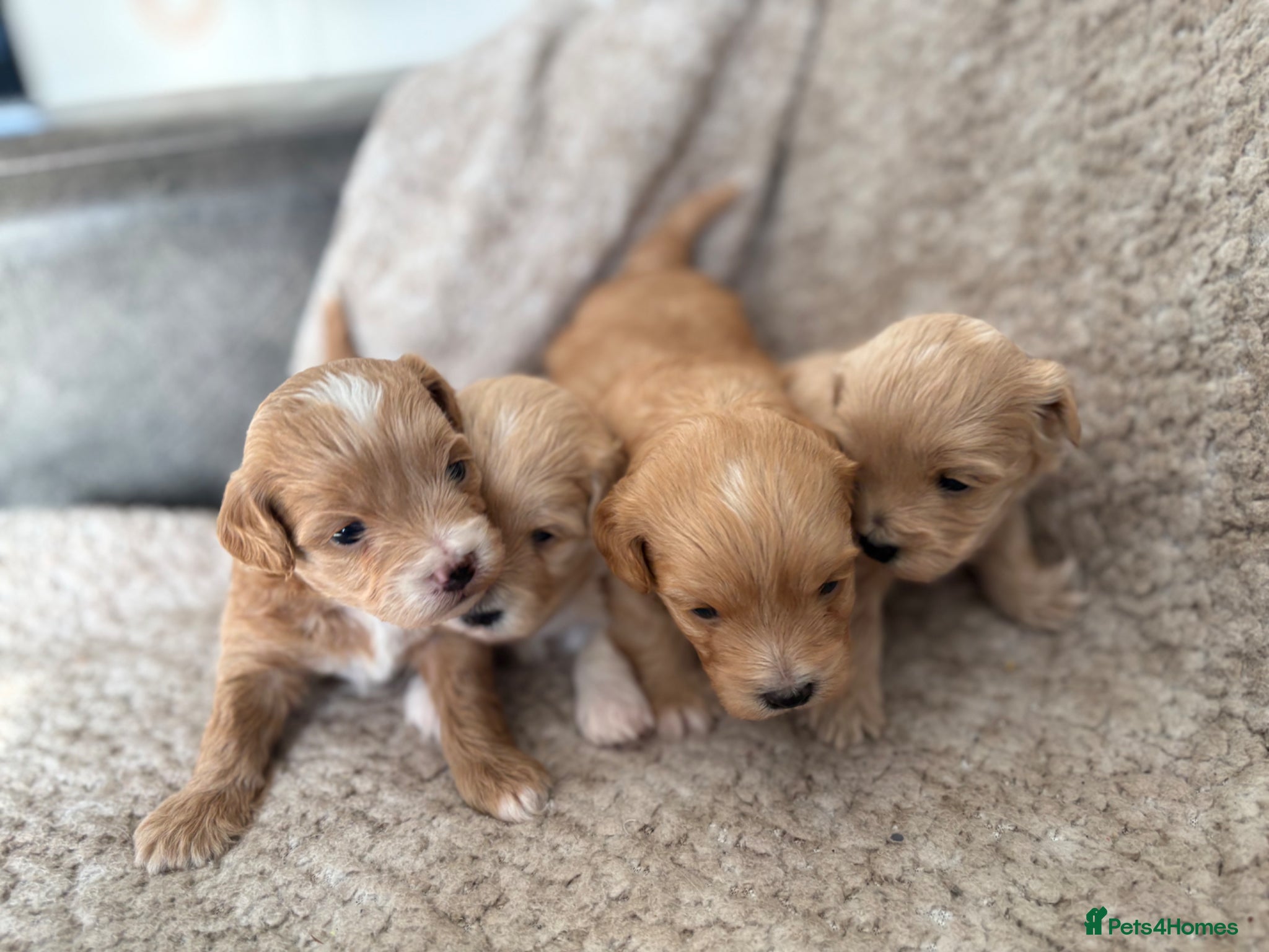 Maltipoo dogs 4 toy maltipoos  - Advert 2