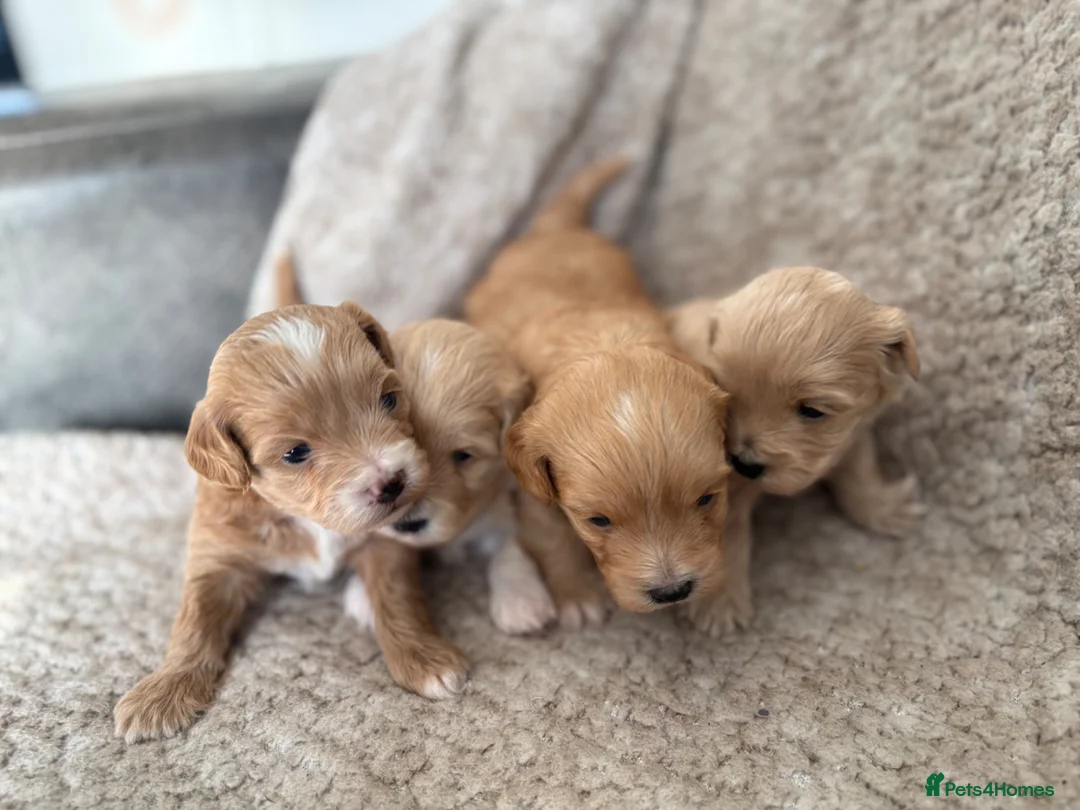 Maltipoo dogs for sale: 4 toy maltipoos  - Advert 2