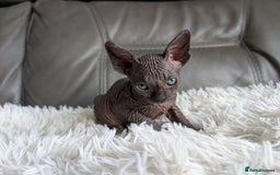 Sphynx cats for sale: Sphynx kittens - Image 7