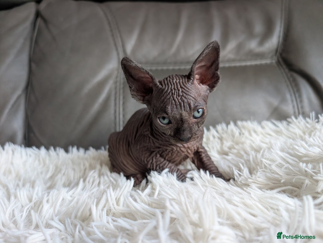 Sphynx cats for sale: Sphynx kittens - Image 7