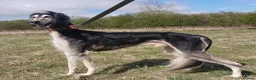 Saluki dogs for stud: Kc reg pure saluki  - Advert 2