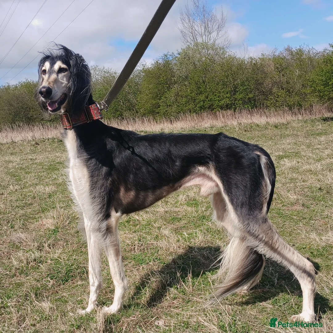 Saluki dogs for stud: Kc reg pure saluki  - Advert 2