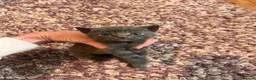 Russian Blue cats for sale: Russian blue cross kittens  - Advert 4