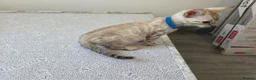 Bengal cats for sale: Snow bengal tica active - Advert 10