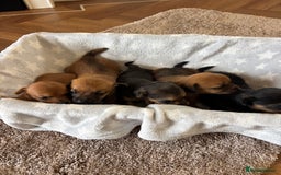 Mixed Breed dogs for sale: My lovely puppiesfor sale - Image 3