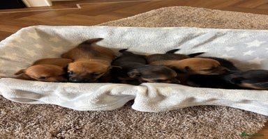 Mixed Breed dogs - Advert 12