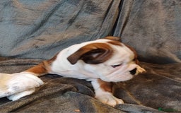 English Bulldog dogs for sale: Champion English bulldogs - Image 34