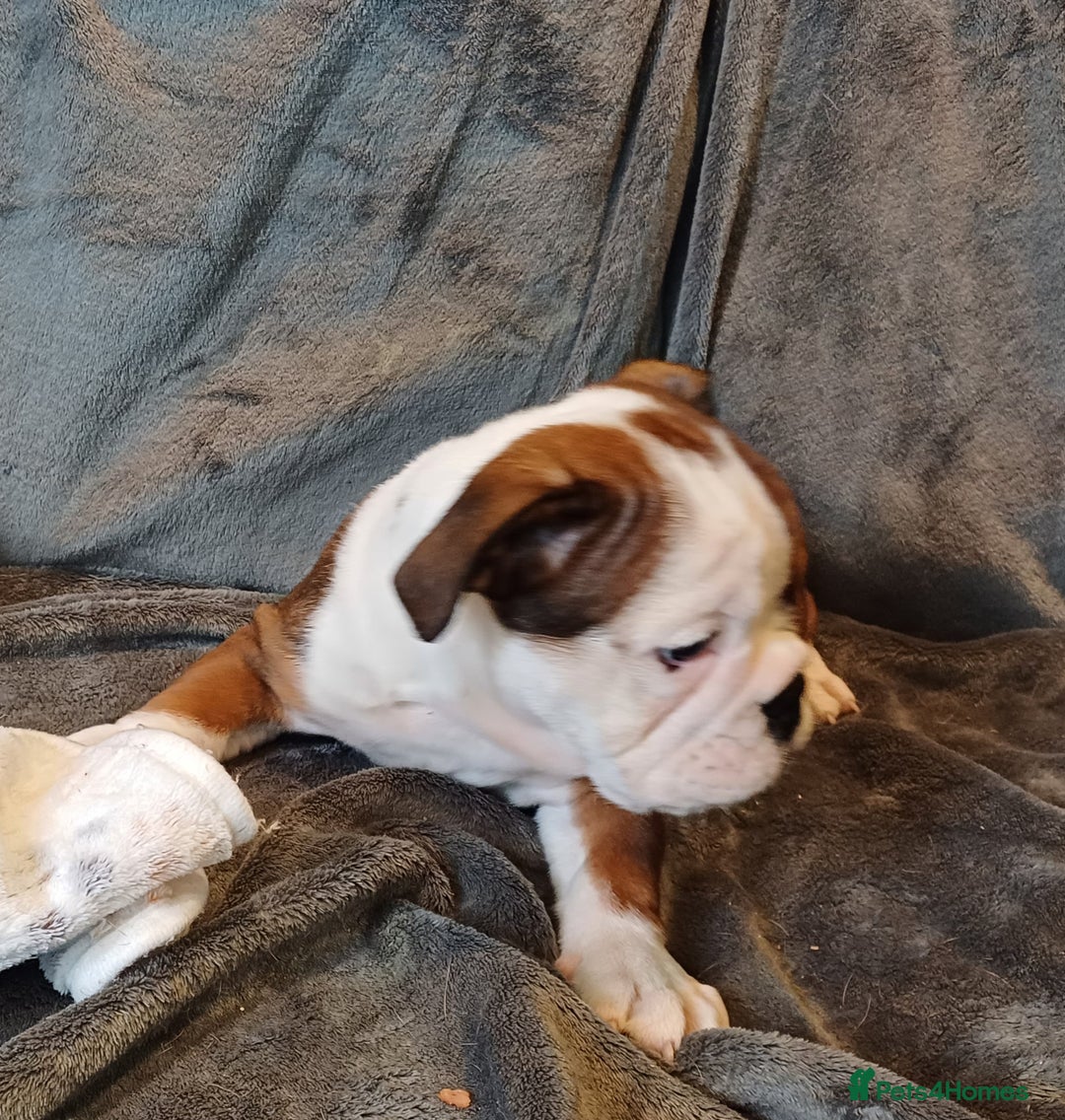 English Bulldog dogs for sale: Champion English bulldogs - Image 34