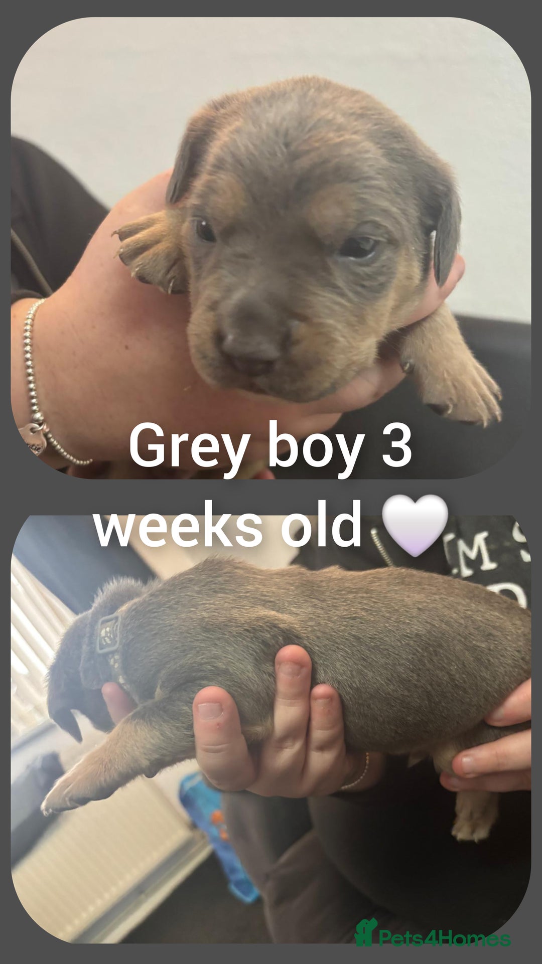 Mixed Breed dogs for sale: Staffy cross pups for sale  - Advert 9