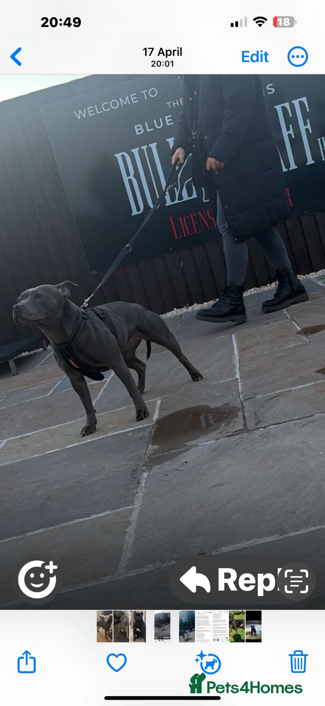 Staffordshire Bull Terrier dogs for sale: 🖤💙 Stunning Litter - Advert 2