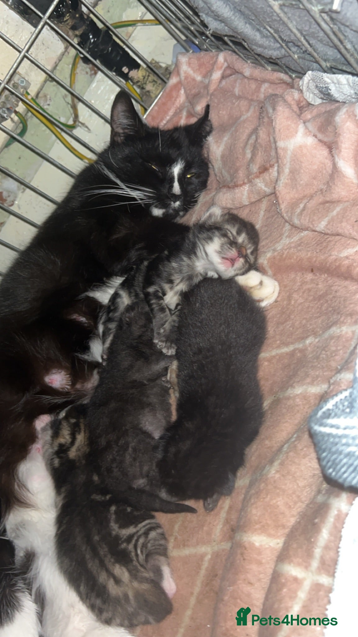 Mixed Breed cats 4 kittens for sale  - Advert 1