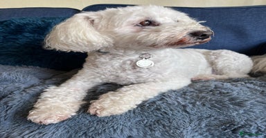 Tibetan Terrier dogs in Salisbury - Advert 1