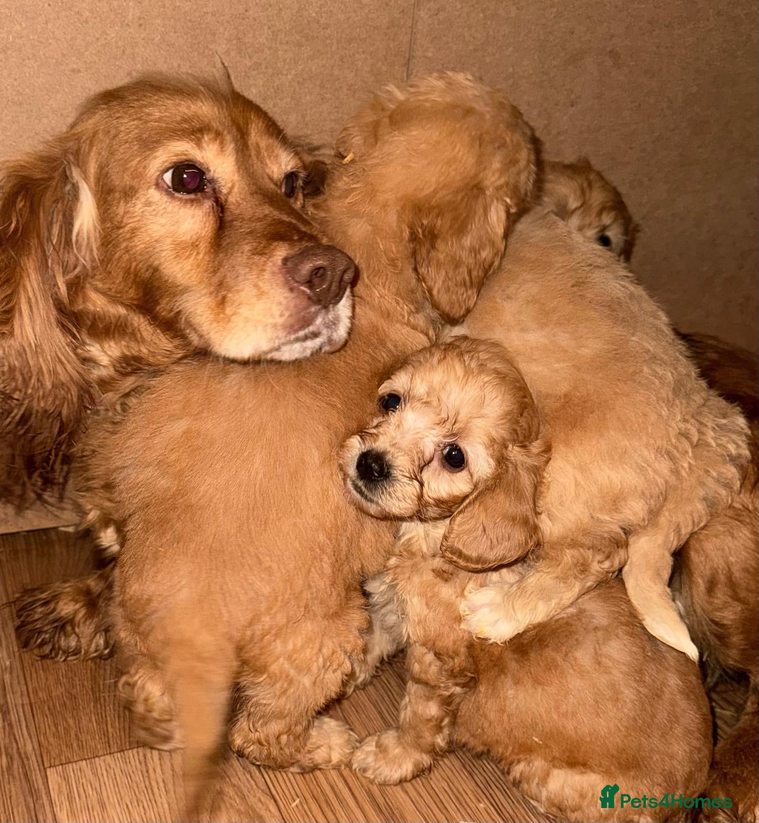 Cockapoo dogs Adorable puppies  - Advert 3