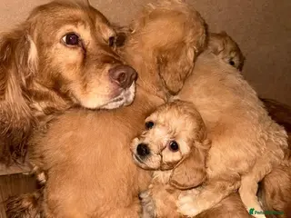 Cockapoo dogs Adorable puppies - Advert 2