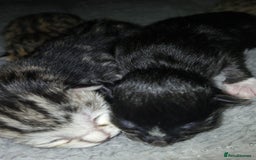 Bengal cats for sale: Bengal crossed tabby  - Image 3