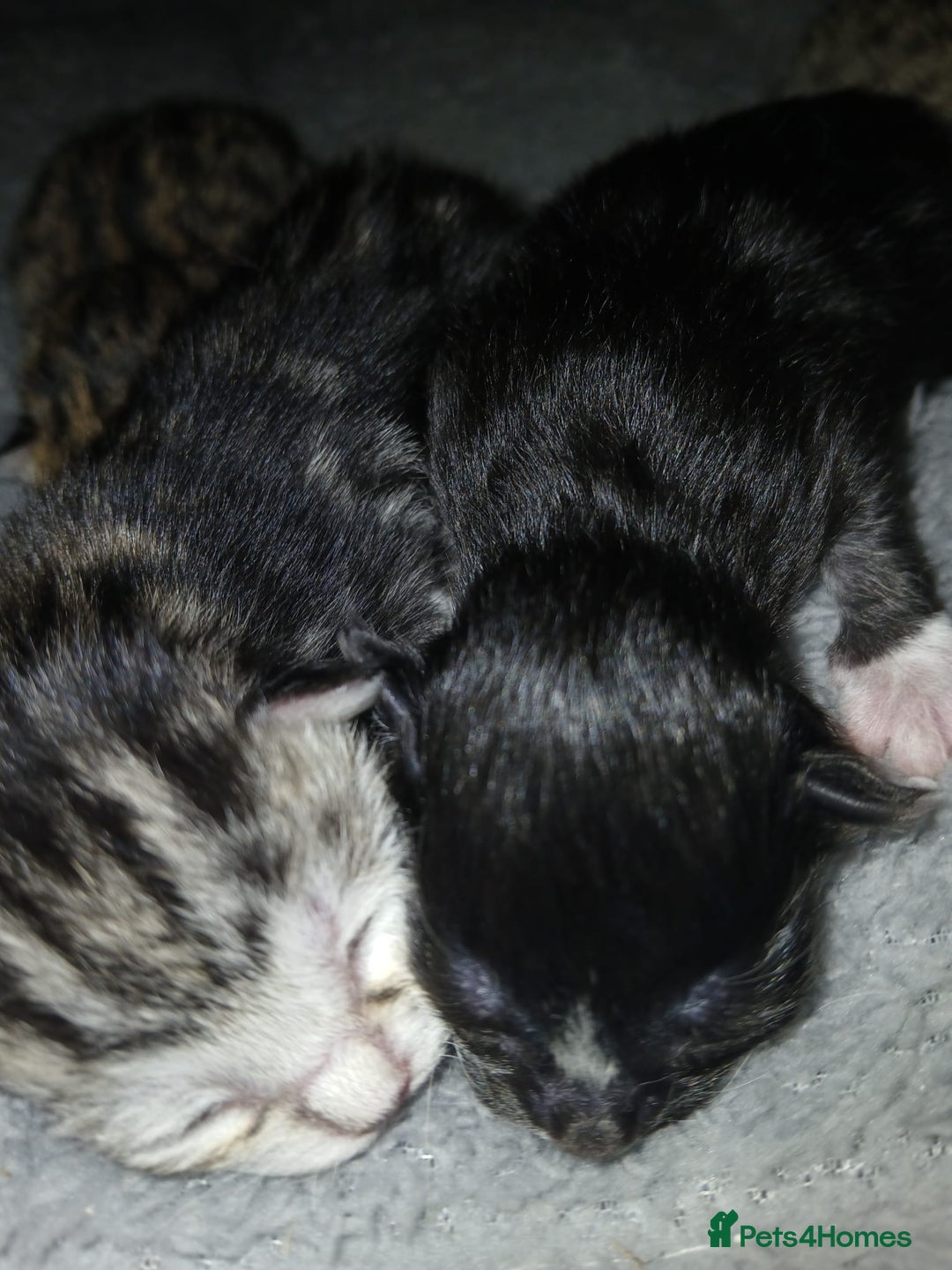 Bengal cats for sale: Bengal crossed tabby  - Image 3