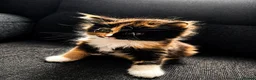 Mixed Breed cats for sale: KITTENS FOR SALE NEED GONE ASAP - Advert 3
