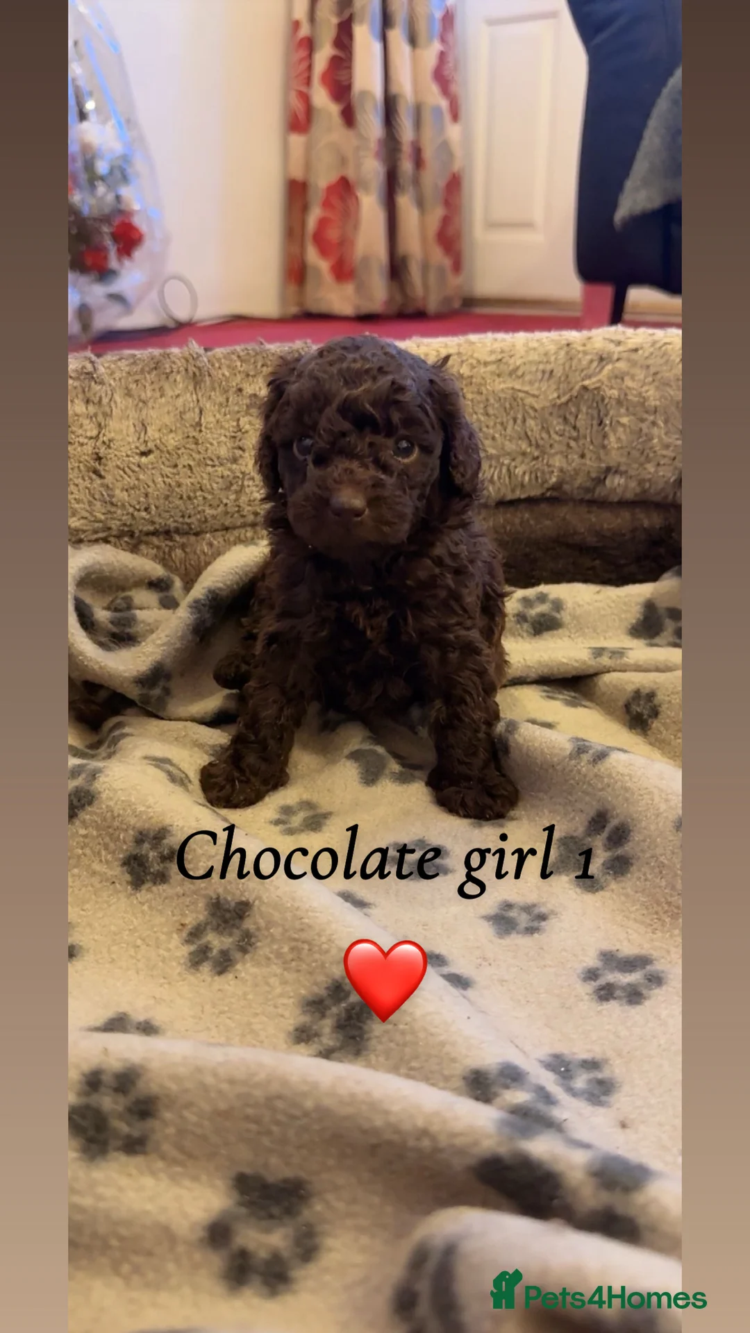 Toy Poodle dogs for sale: Stunning show type toy poodles  in Washington - Advert 1