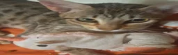 Savannah cats for sale: TICA SBTF7 Silver girl Europa very freindly speyed - Advert 9