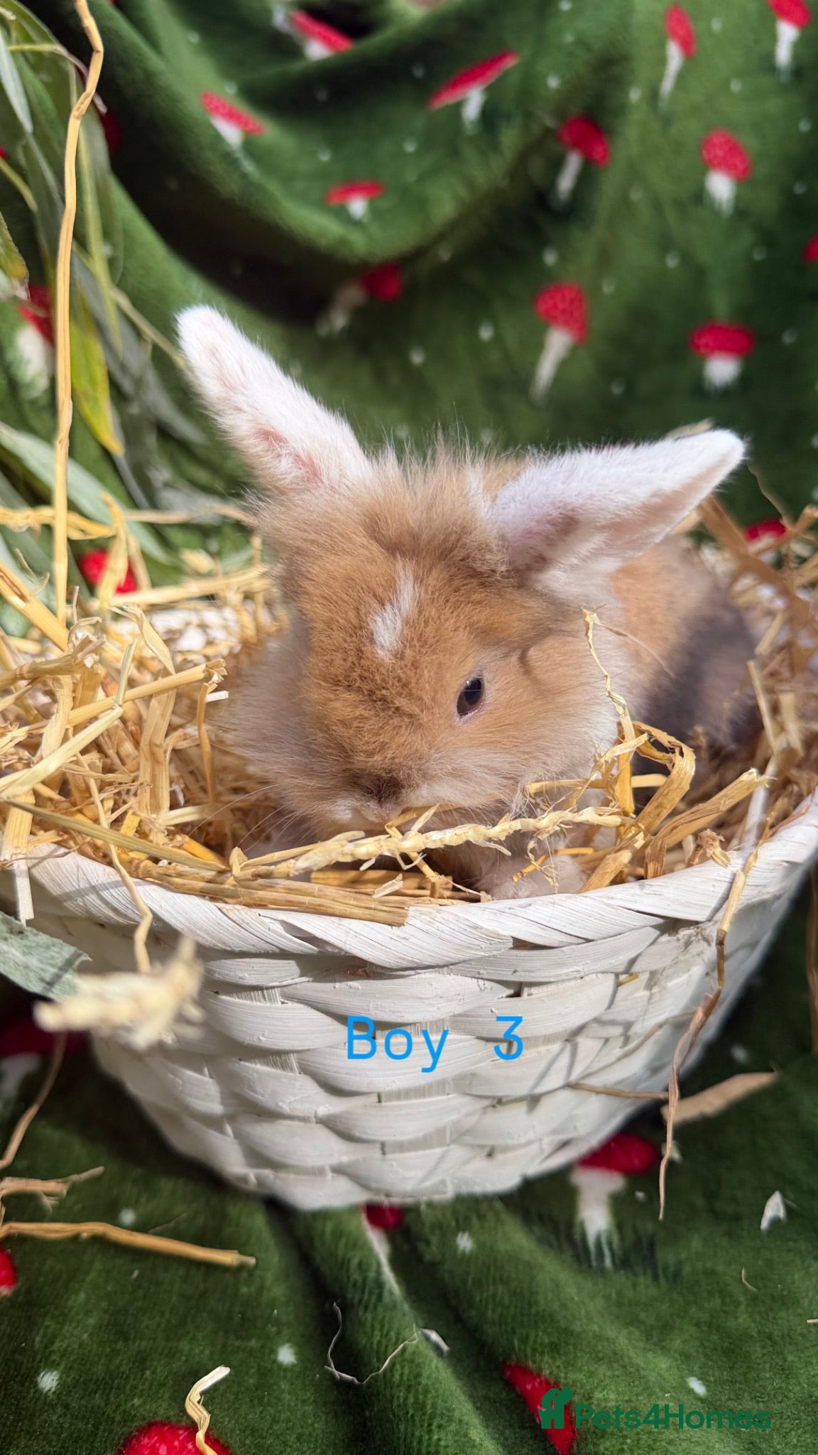 Mini Lion Lop rabbits Mini lion lop & netherland dwarfs  - Advert 1