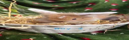 Mini Lion Lop rabbits for sale: Mini lion lop & netherland dwarfs  in Ashton-under-Lyne - Advert 1