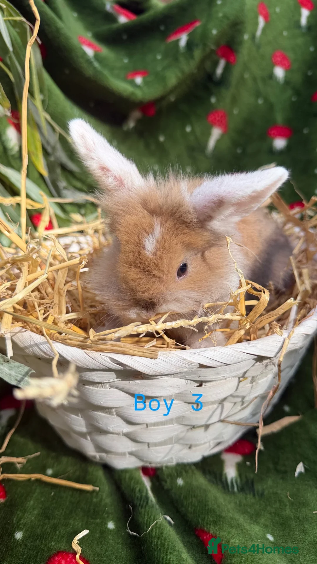 Mini Lion Lop rabbits for sale: Mini lion lop & netherland dwarfs  in Ashton-under-Lyne - Advert 1