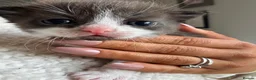 Domestic Shorthair cats for sale: Tabby domestic short hair kittens  - Advert 6