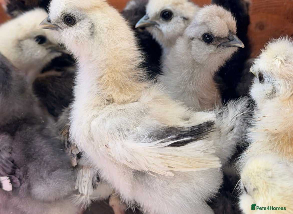 Chickens poultry Silkie Chickens - Advert 17