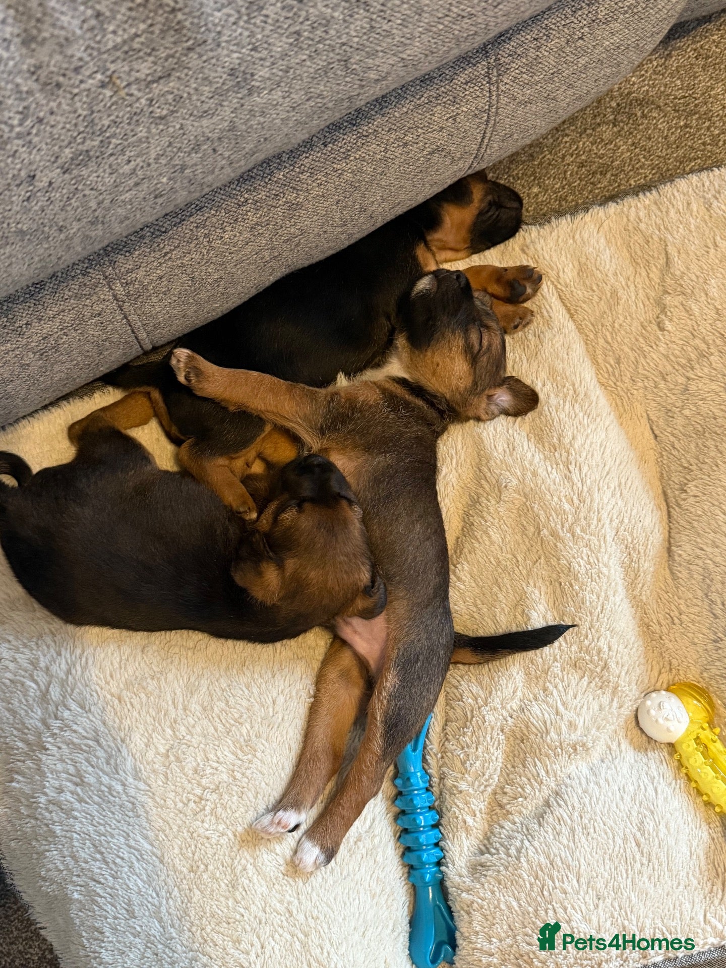 Mixed Breed dogs Border terrier cross male puppies. - Advert 13