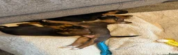 Mixed Breed dogs for sale: Border terrier cross male puppies. - Advert 1
