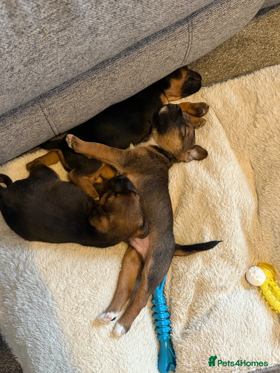Mixed Breed dogs for sale: Border terrier cross male puppies. - Advert 1