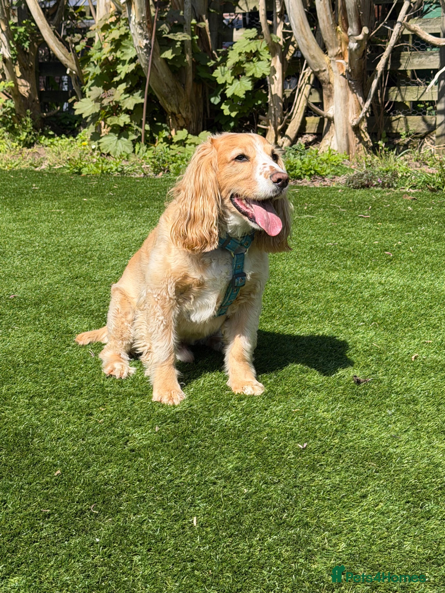 Cocker Spaniel dogs Working cocker spaniel needs a home - Advert 3