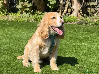 Cocker Spaniel dogs Working cocker spaniel needs a home - Advert 3