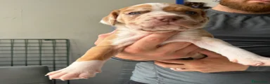 Mixed Breed Puppy 8