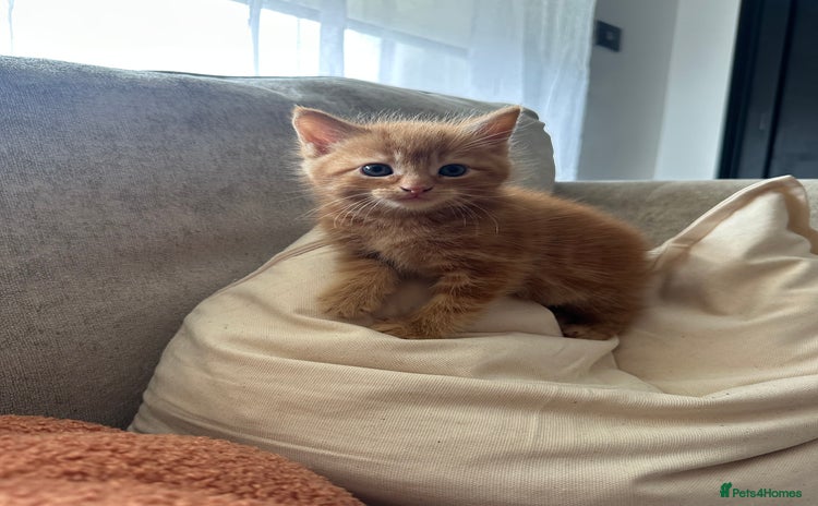 Mixed Breed cats - Advert 1