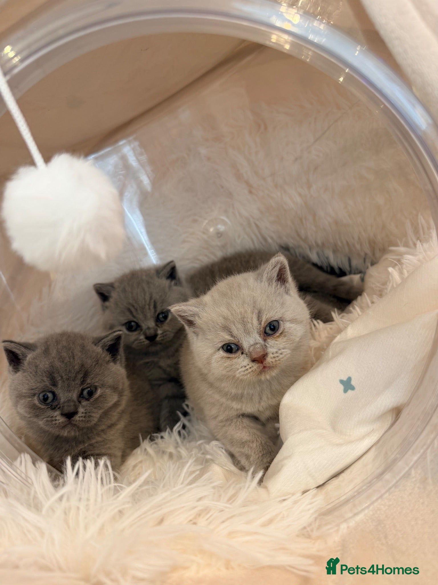 British Shorthair cats GORGEOUS GCCF REGISTERED KITTENS - Advert 10
