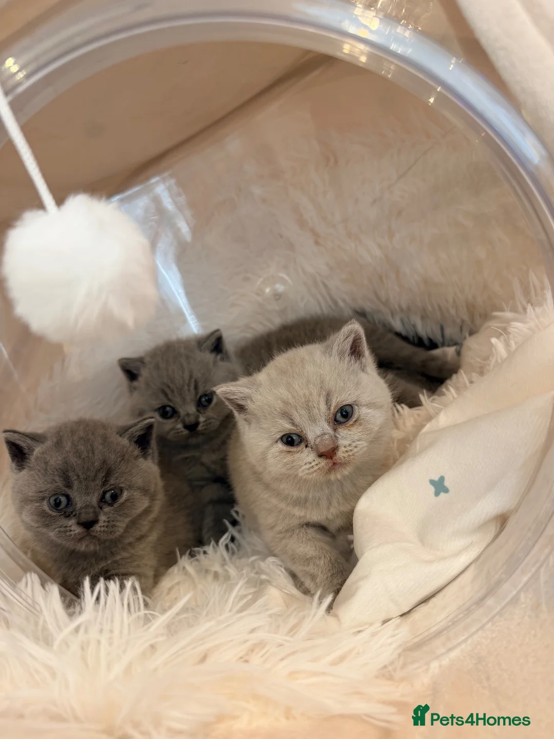 British Shorthair cats for sale: GORGEOUS GCCF REGISTERED KITTENS in Huddersfield - Advert 1