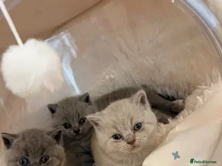 British Shorthair cats GORGEOUS GCCF REGISTERED KITTENS - Advert 3