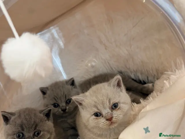 British Shorthair cats GORGEOUS GCCF REGISTERED KITTENS two left - Advert 14
