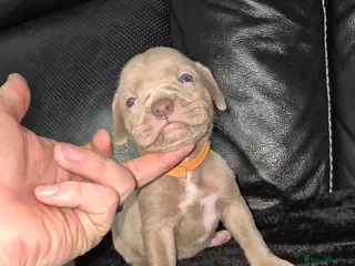 American Bully dogs Standard american bully - Advert 17