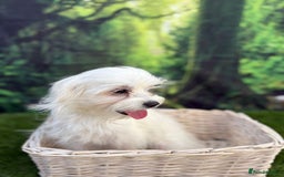 Maltese dogs for sale:  Maltese looking for a new home only 1 boy left - Image 10