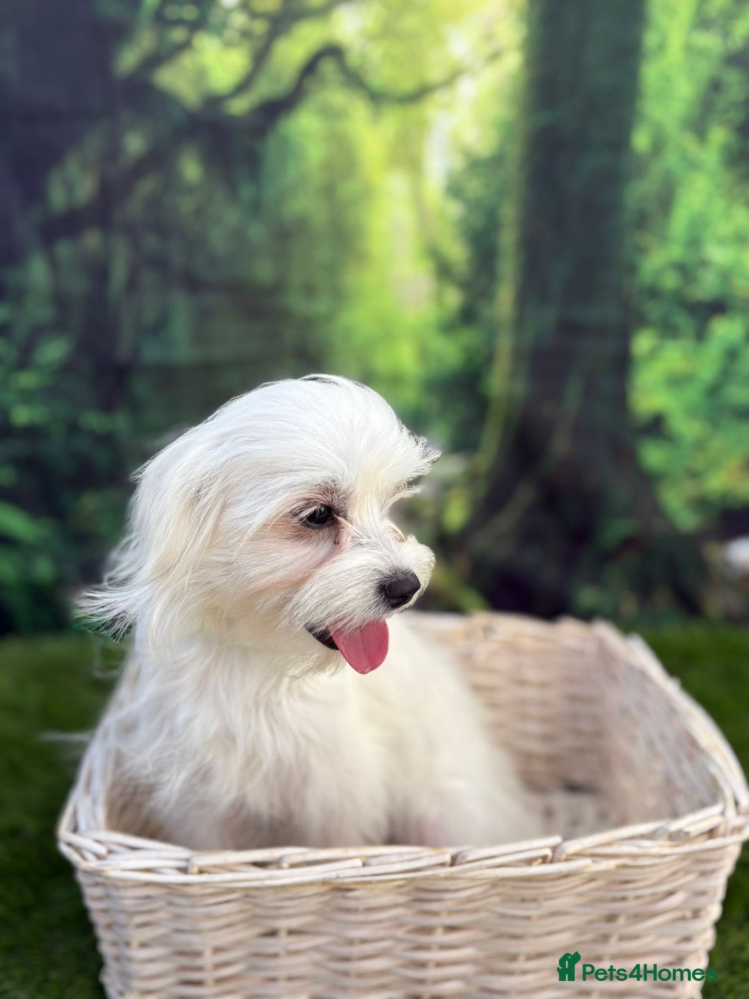 Maltese dogs for sale:  Maltese looking for a new home only 1 boy left - Image 10