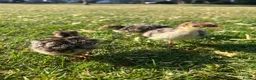 Turkeys poultry for sale: *PRE ORDER* American Turkey poults! - Advert 3