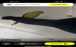 Parakeets birds for sale: Indian ringnecks  - Image 4