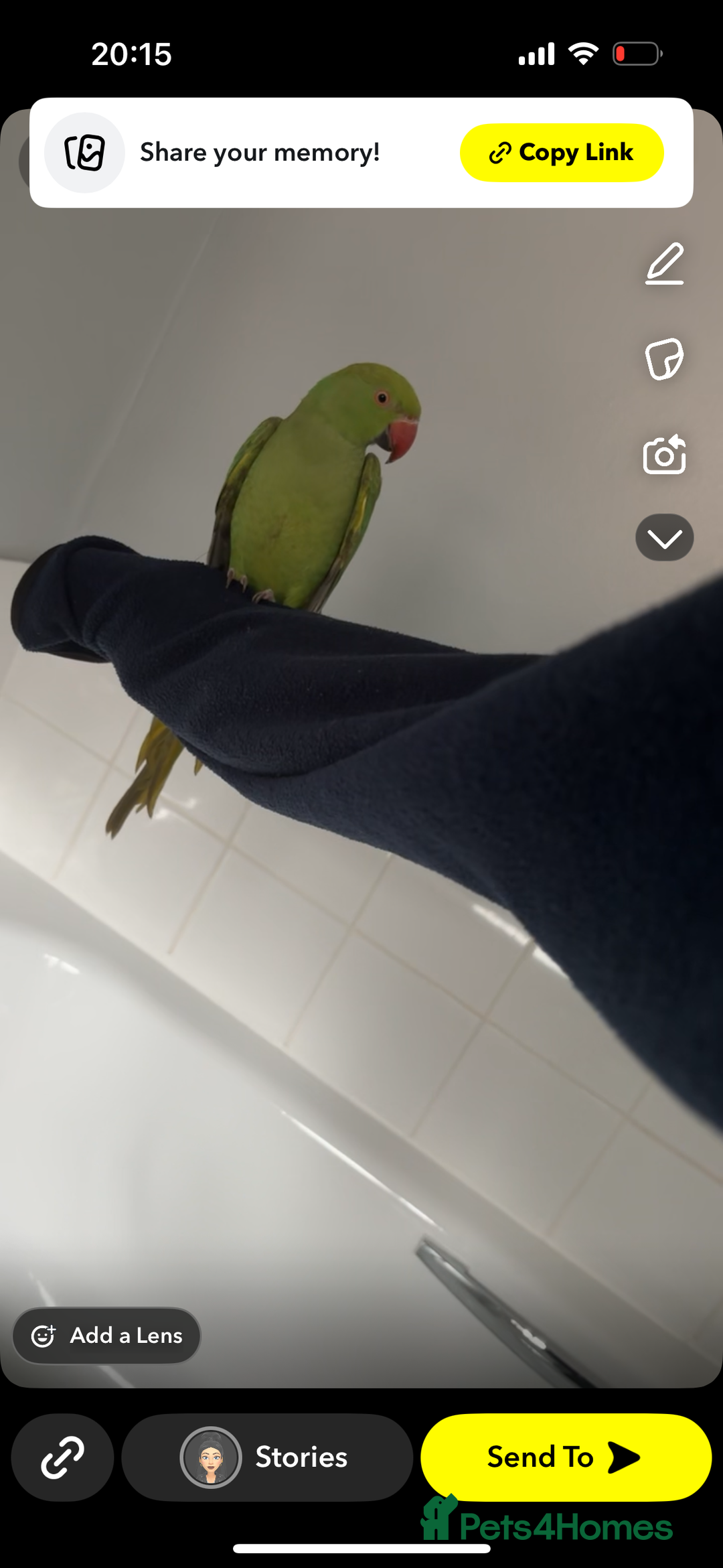 Parakeets birds for sale: Indian ringnecks  - Image 4