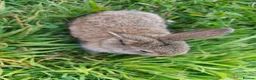Mixed Breed rabbits for sale: Beautiful Lionhead Dwarf Baby Rabbits - Advert 2